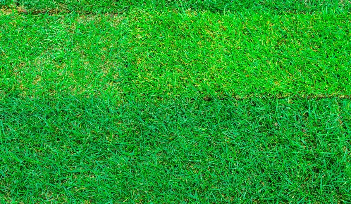 6 Tips How To Make Lawn Soil Softer