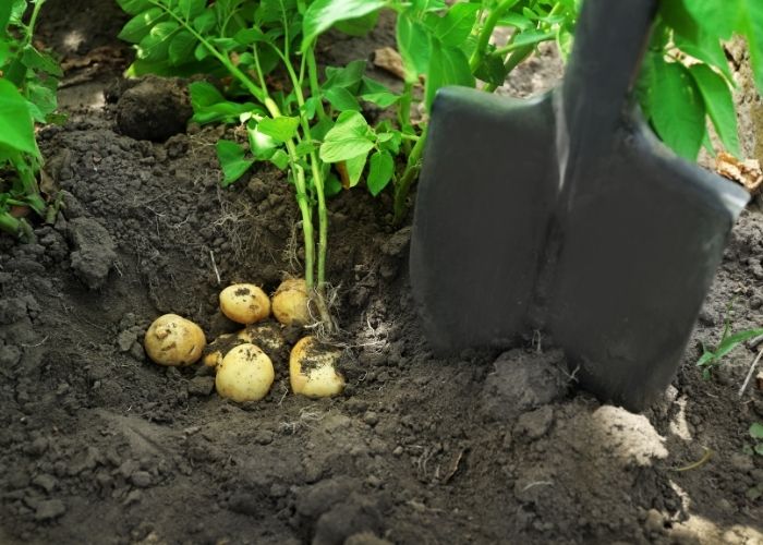 Can you grow potatoes in clay soil