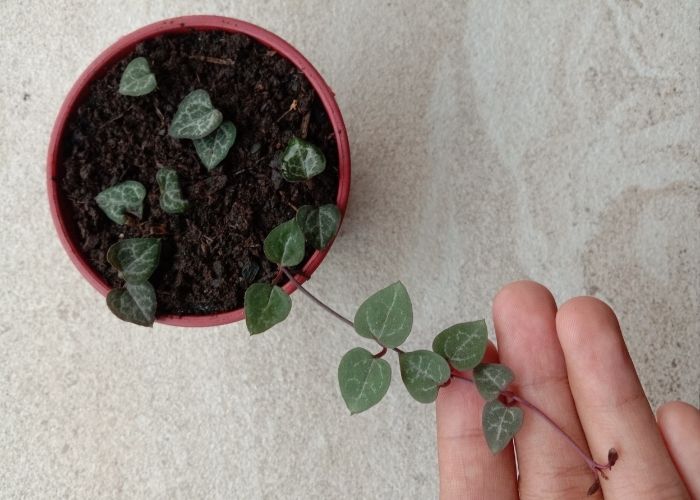 Does string of hearts need succulent soil