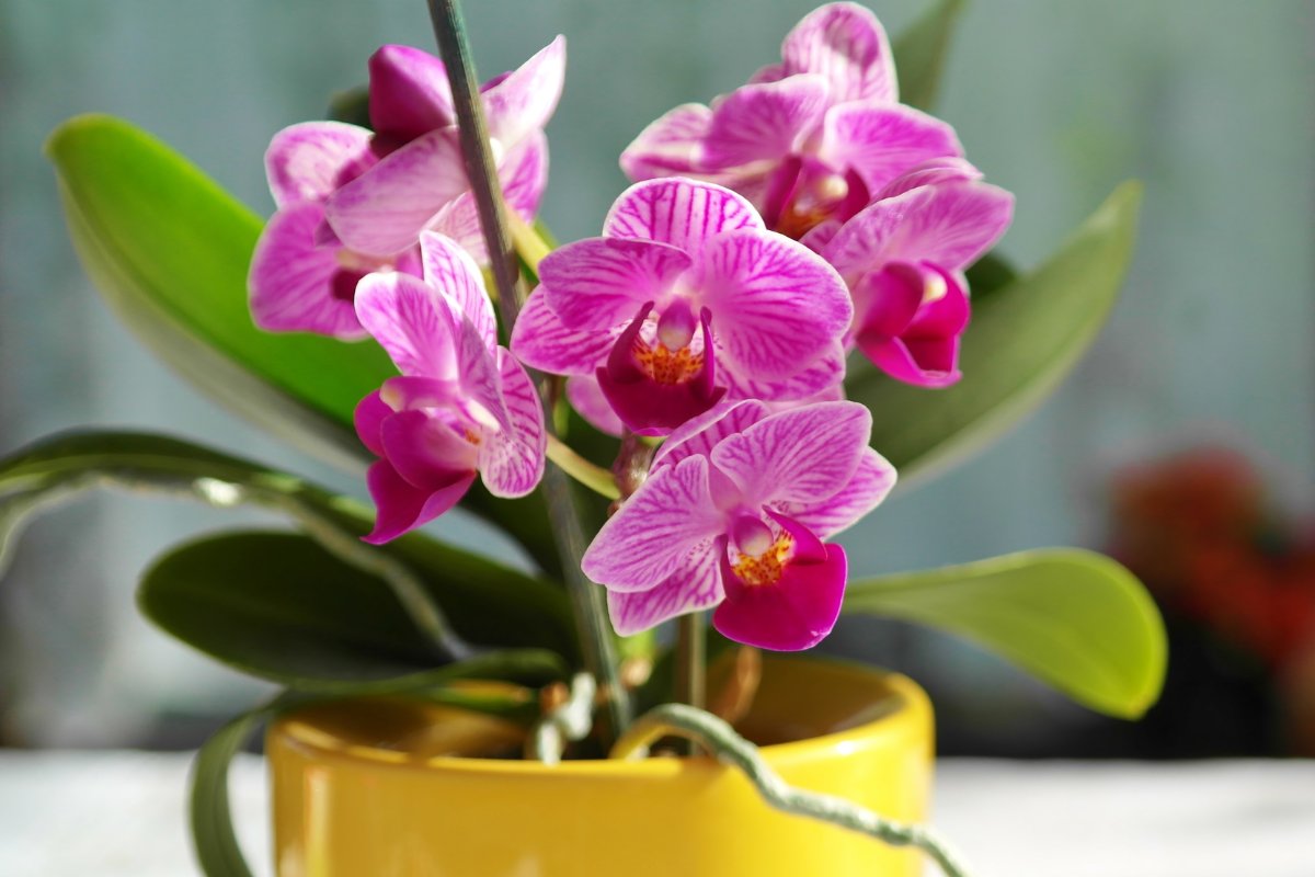 What Is The Best Potting Soil For Orchids