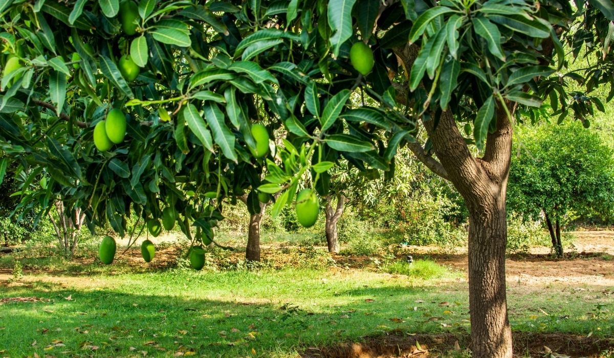 Best Potting Soil For Mango Tree - A Tropical Guide To Fruitful Trees