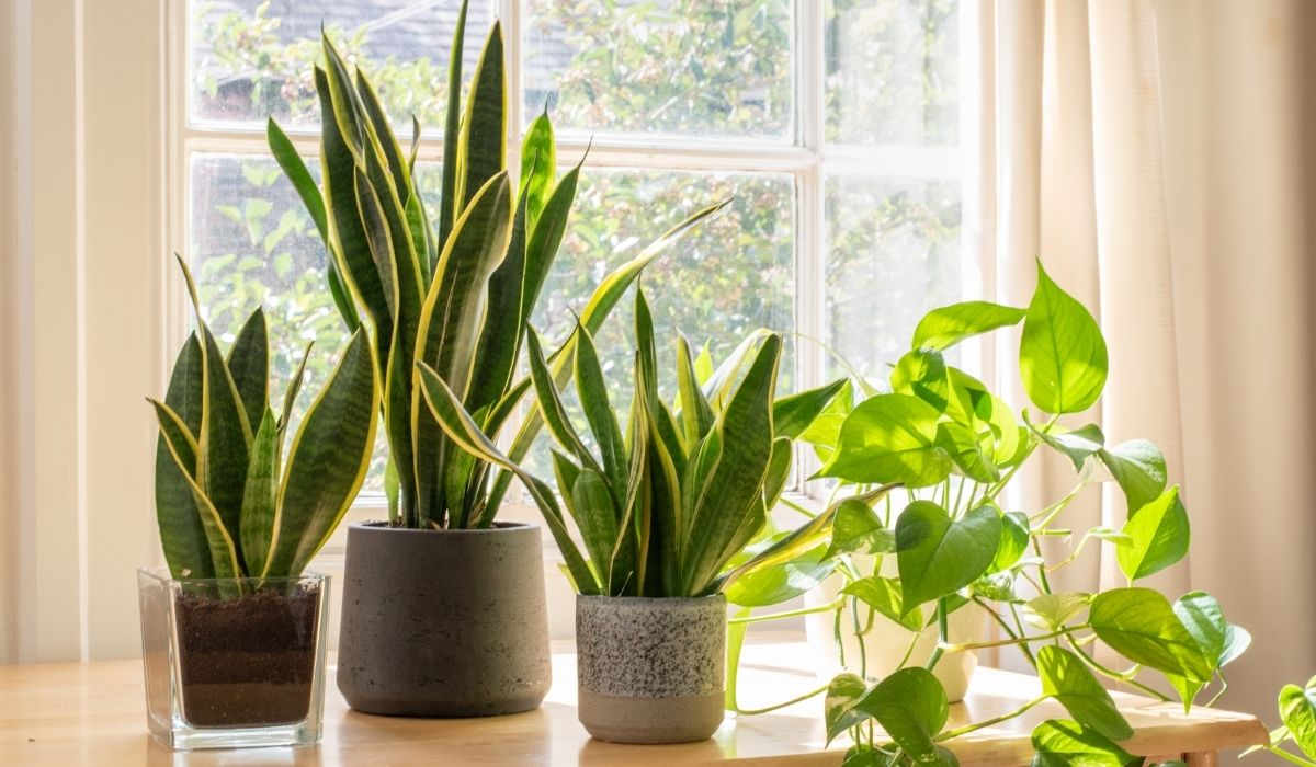 Best Potting Soil for Snake Plant - Straight From the Horticulturalists Mouth