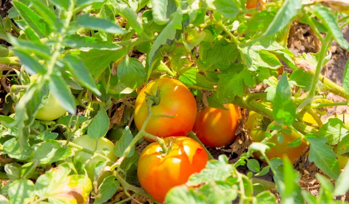 Best Soil For Tomatoes In Grow Bags - A Guide To Grow Nutrient Rich Tomato Plants
