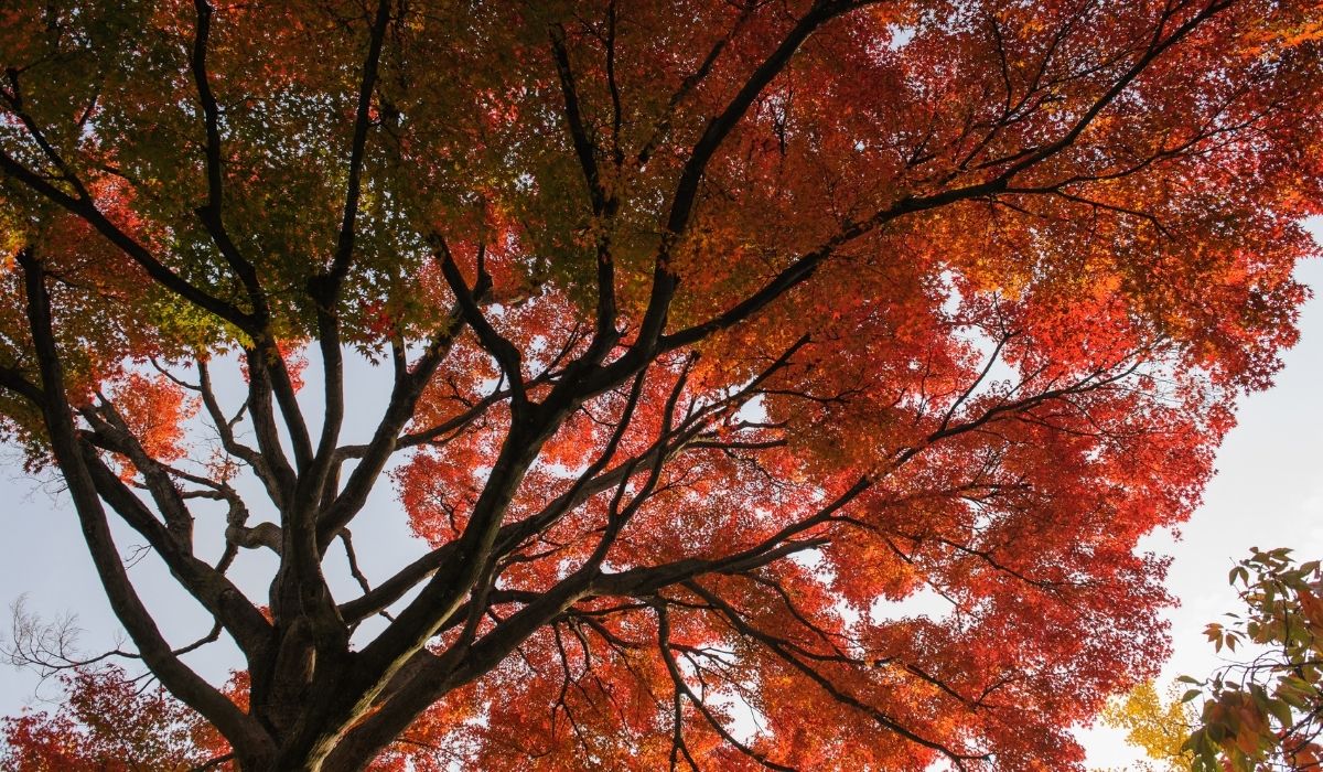 Best Soil Mix for Japanese Maple - A Guide to Nutrient-Rich Trees