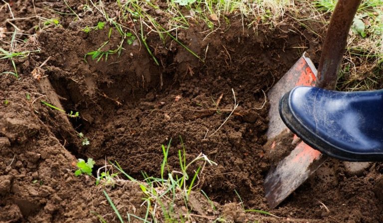 The Best Soil For Filling Holes In Lawn – A Guide To Bring Your Lawn ...