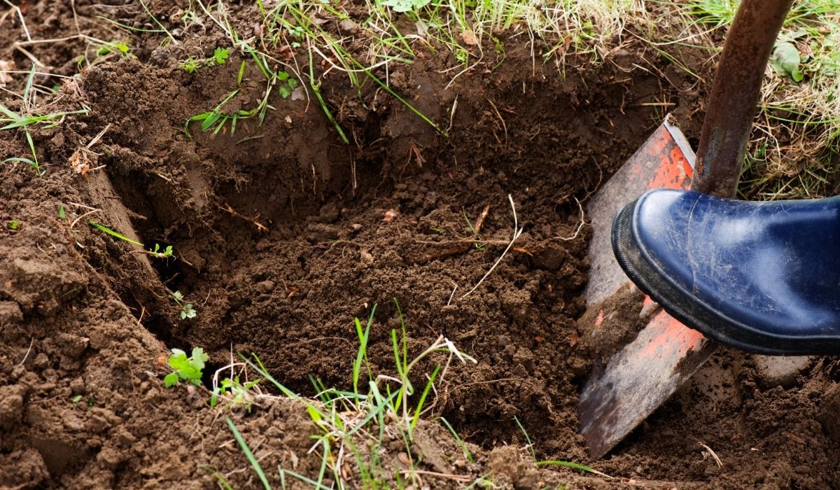 Best Soil for Filling Holes In Lawn - A Guide To Bring Your Lawn Back To Life
