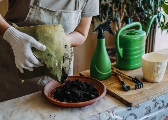 Can Miracle Grow be used on fiddle leaf figs