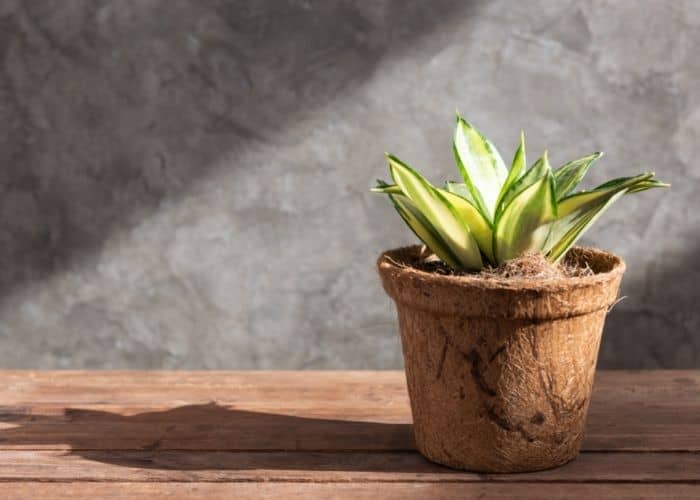  Do snake plants need deep pots