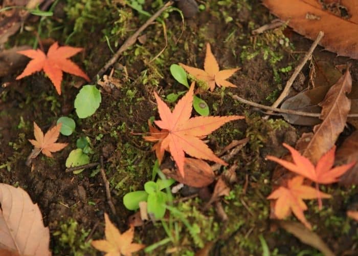  Does a Japanese maple need fertilizer