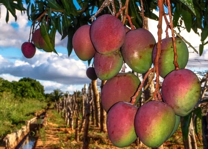  How do you prepare a soil for a mango tree