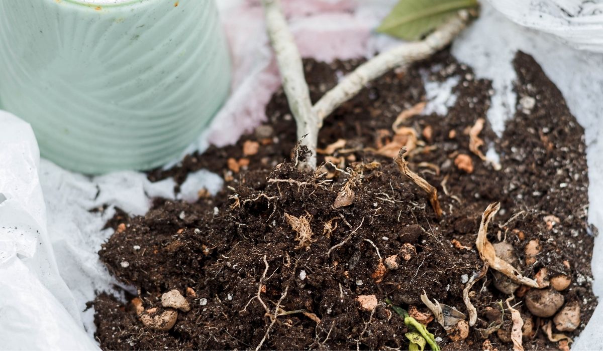 The Best Potting Soil For Plumeria