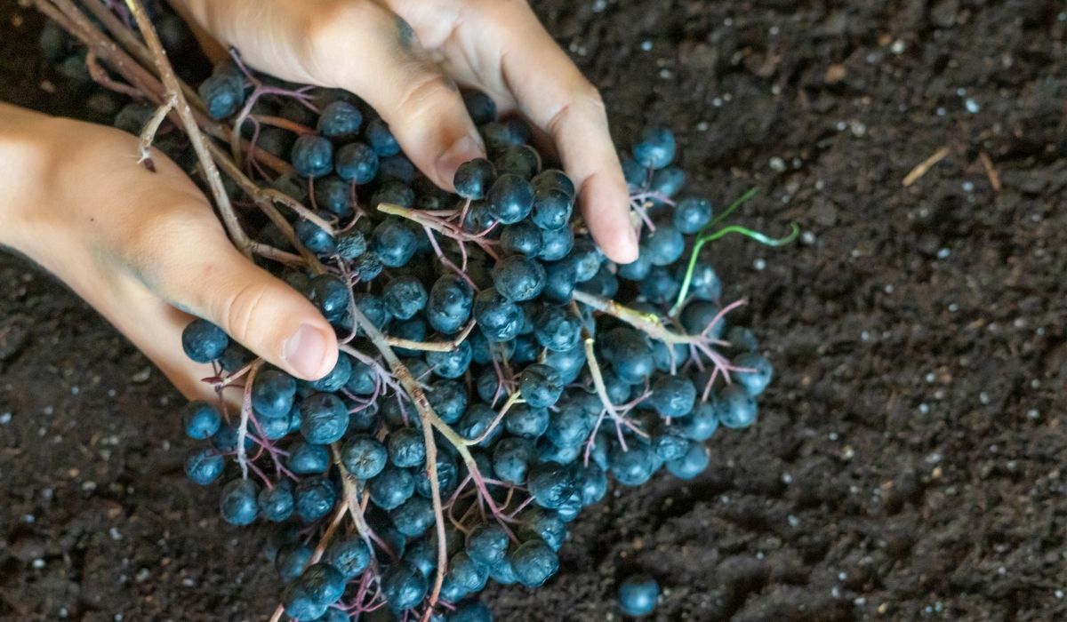 The Best Soil For Blueberries In Pots 