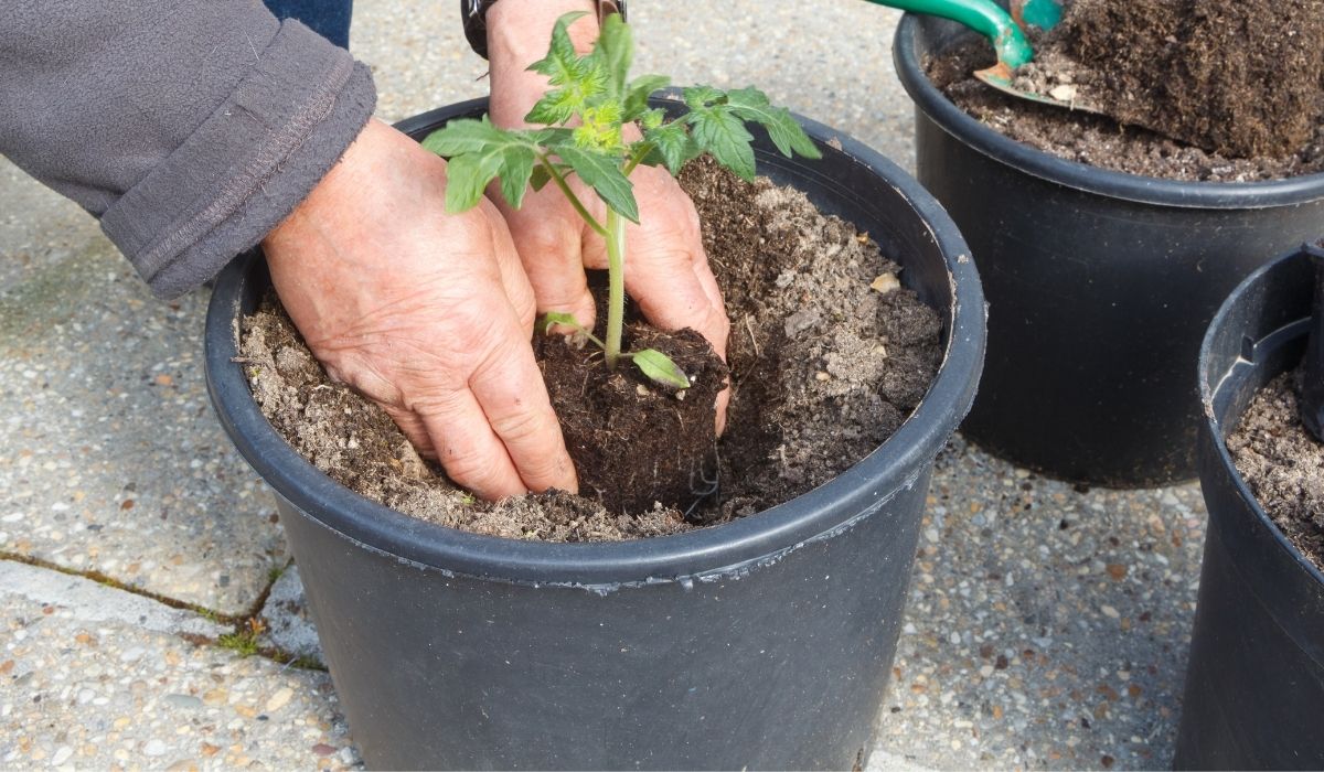 The Best Soil For Tomatoes And Peppers