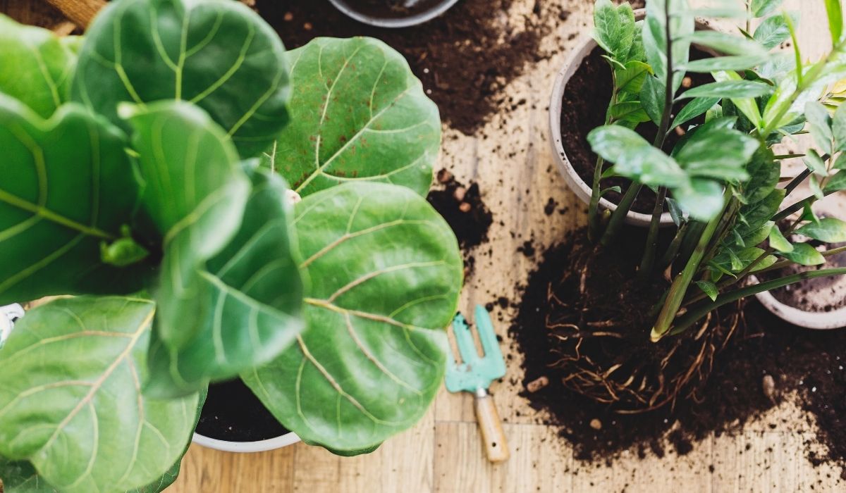 The Best Soil Mixture For Fiddle Leaf Figs