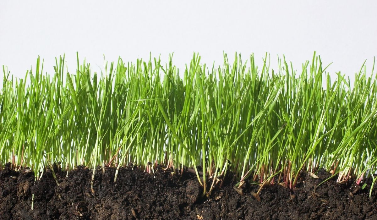 The Best Soil Temperature For Grass Seed