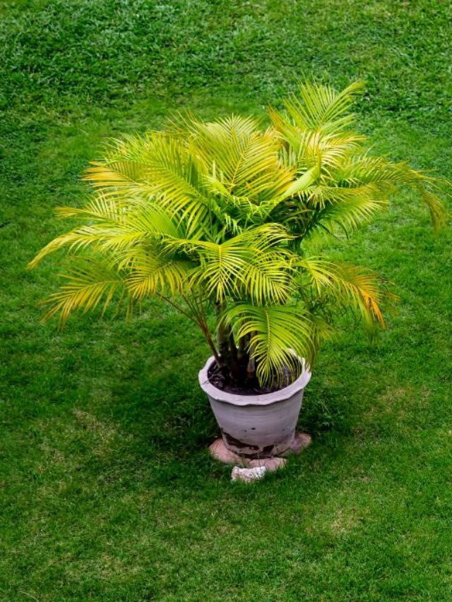 The Best Soil For Palm Trees In Pots In 2022