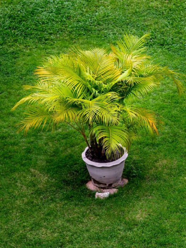 The Best Soil For Palm Trees In Pots