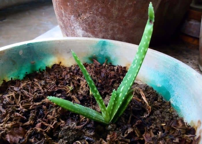  potting soil for aloe vera