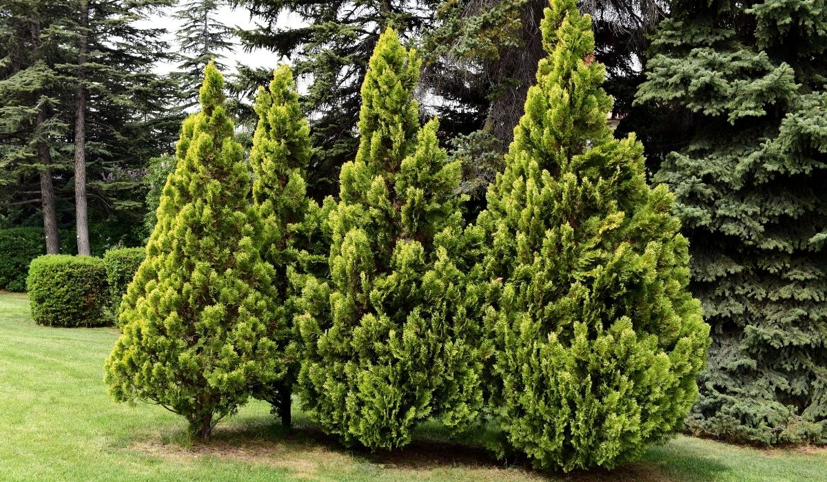 Best Soil For Arborvitae - A Guide With The Best Tips And Hacks For Avid Gardeners