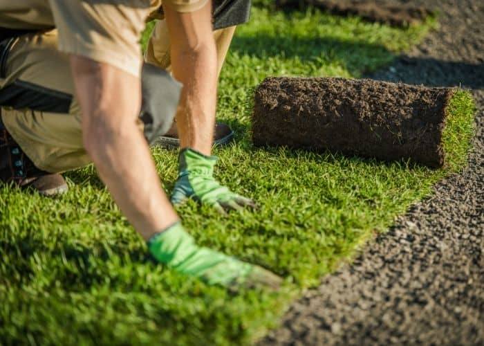 Best Grass For Dry Sandy Soil – A Guide To Lush Green Lawns All Year ...