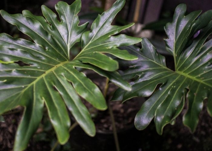  How do you repot a split leaf philodendron