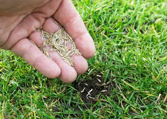  Which grass is best for poor drainage