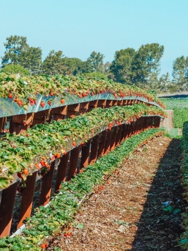 Best Soil For Strawberries In Containers – A Guide To Growing