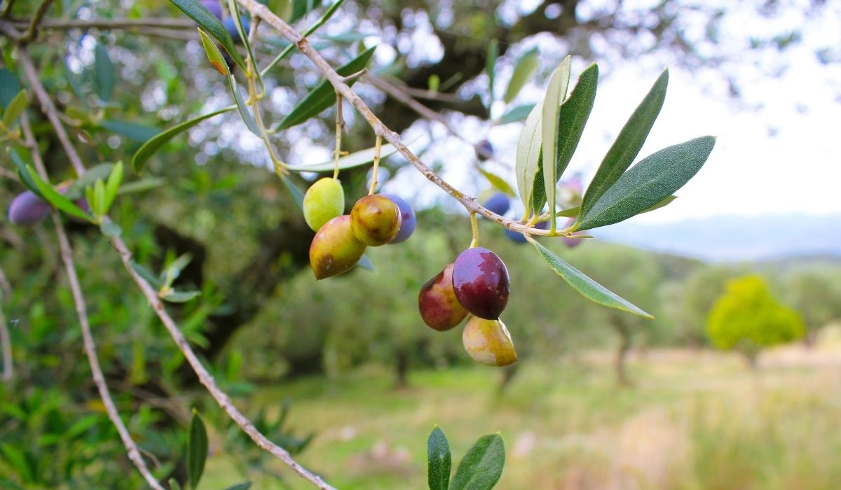 Best Potting Soil For Olive Trees - A Comprehensive Guide To Cultivating Delicious Fruit Trees