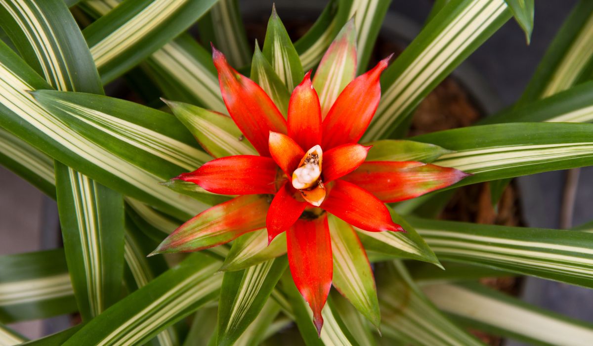 Best Soil For Bromeliad Pups - A Gardeners Guide To Propagating Beautiful Tropical Plants