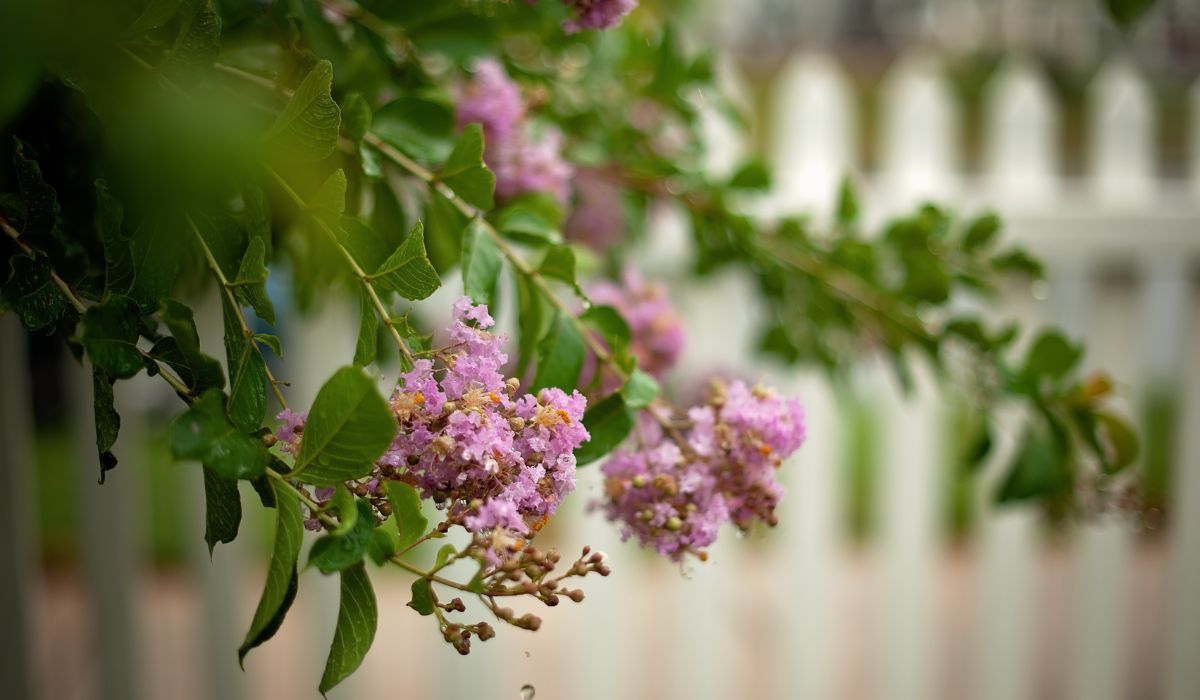 Best Soil For Crepe Myrtle - A Guide To Growing Beautiful Blooms All Year Through