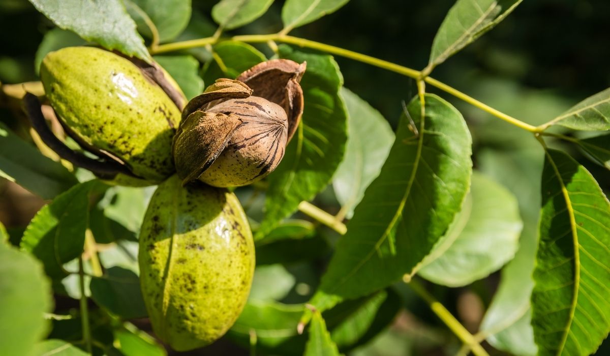 Best Soil For Pecan Trees - A Comprehensive Guide To Nutritious Nut Planting