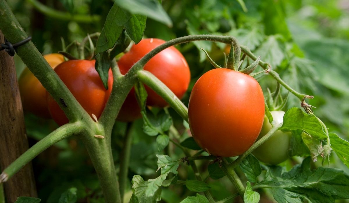Best Soil For Tomatoes To Grow - A Comprehensive Guide To Planting Delicious Fruit