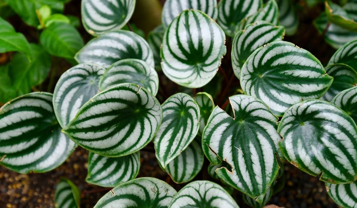 Best Soil For Watermelon Peperomia - A Guide To Planting With Confidence