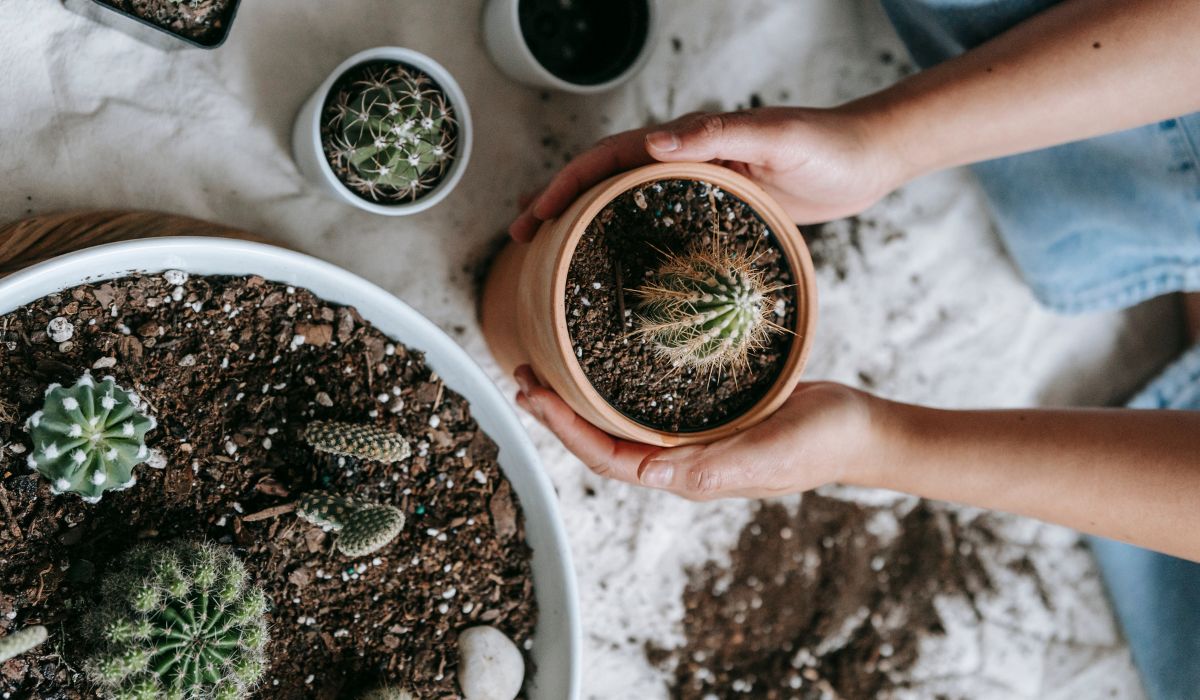 Best Soil for Cactus In Pots - A Growers Guide to Hardy Potted Plants