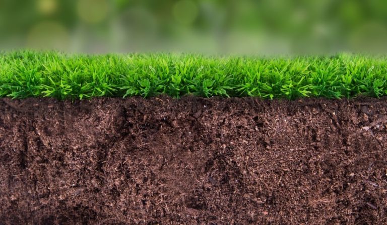 Best Type Of Grass For Sandy Soil - A Comprehensive Guide To Lush Lawn ...