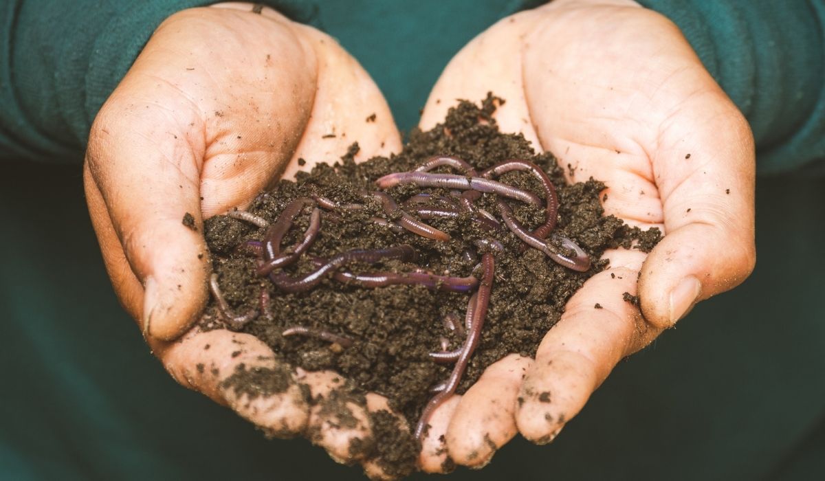 Best Worms For Living Soil - A Comprehensive Guide To Developing Organic-Rich Soil