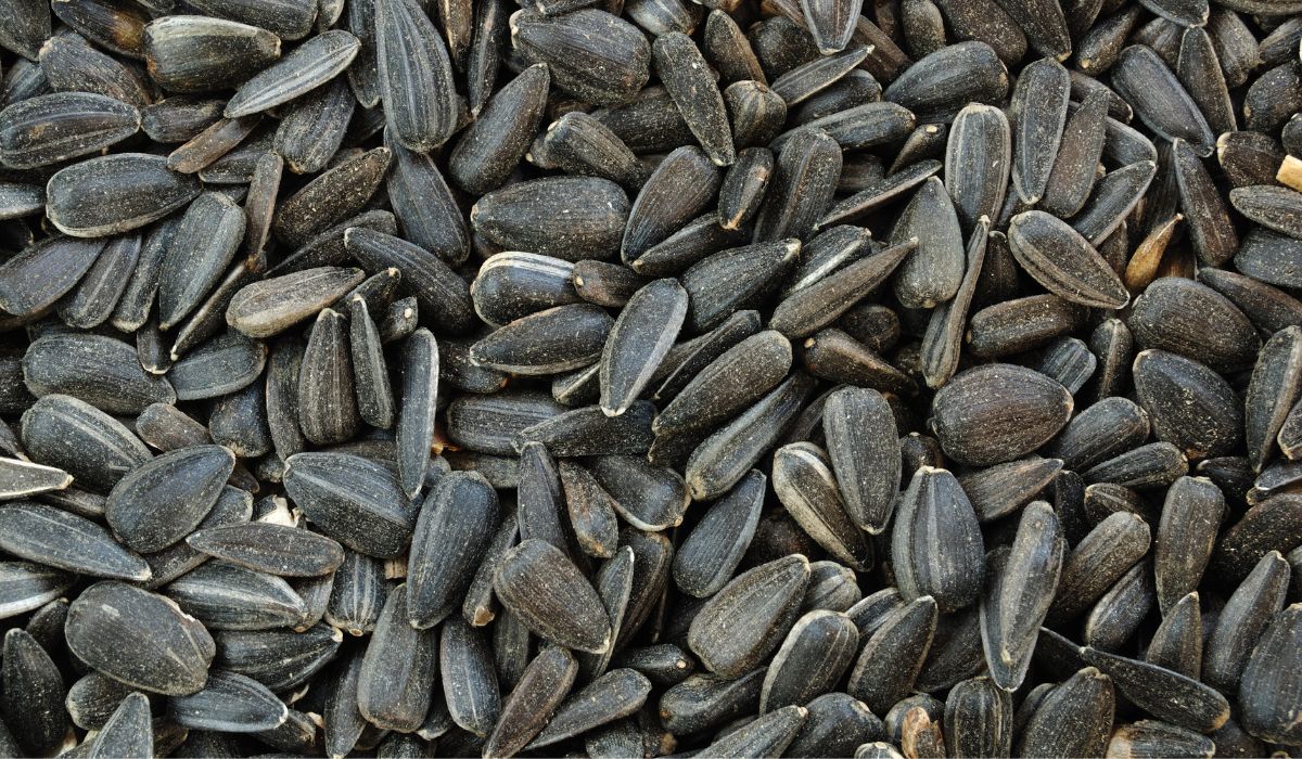 Can Chickens Eat Black Oil Sunflower Seeds - A Healthy Guide To Plump Chickens
