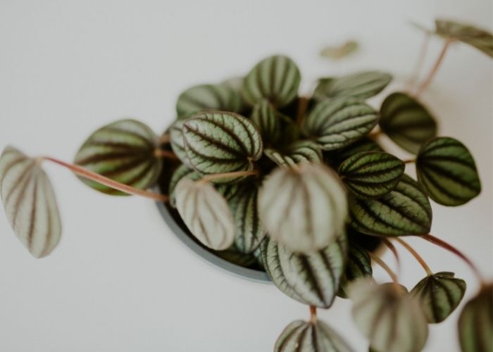  Can I use cactus soil for peperomia