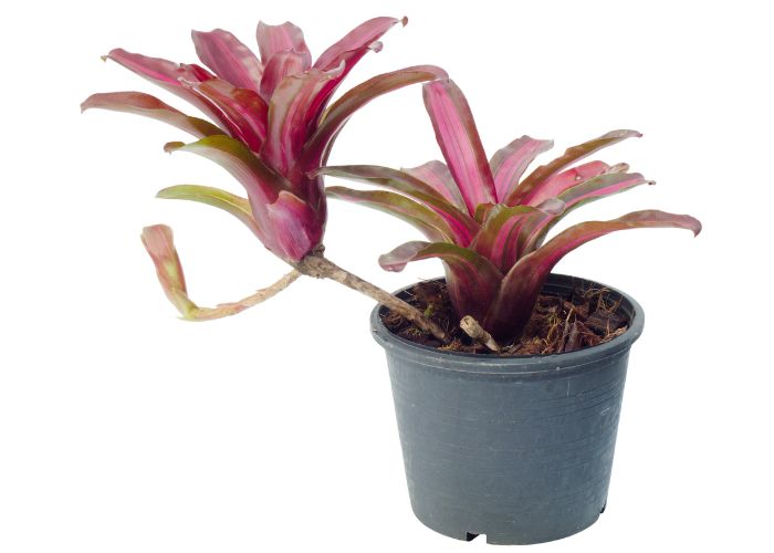  Can I use succulent soil for bromeliad