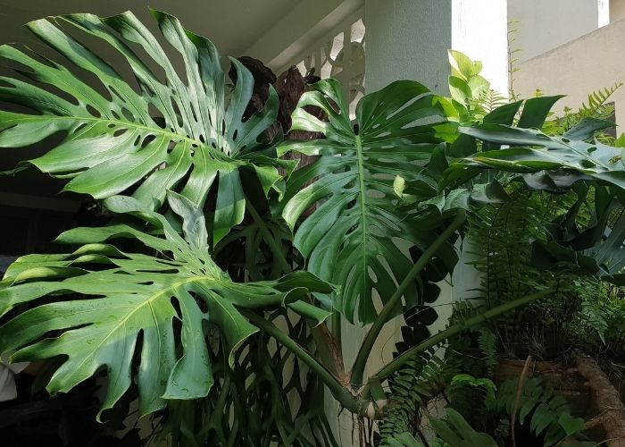  Can you use succulent soil for a Monstera