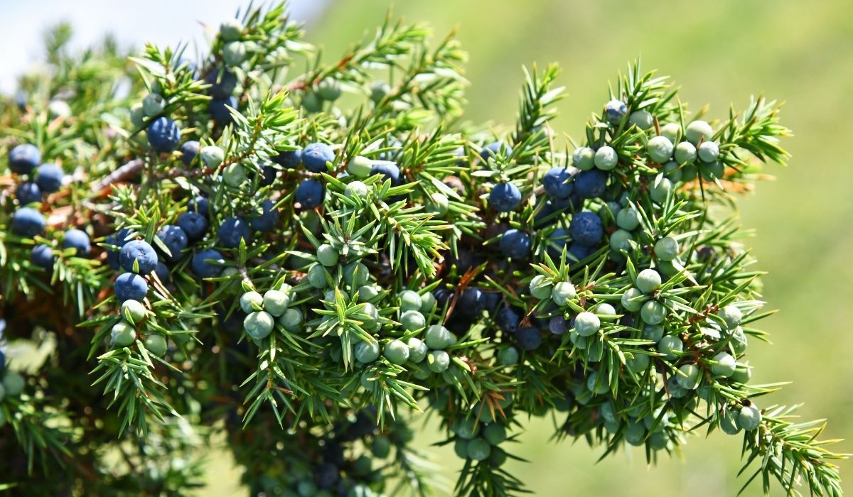 Do Junipers Make Soil Acidic - A Guide To The Pros, Cons, And Maintenance Of Acidic Soil