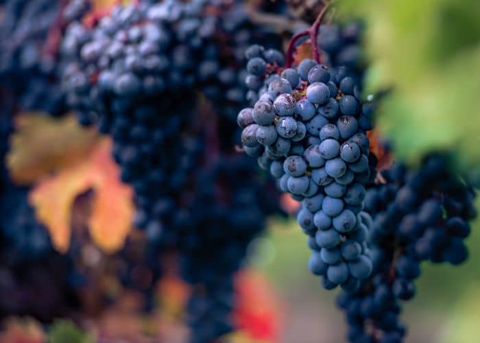 Best Soil For Growing Grapes For Wine A Guide To Prosperous Grape