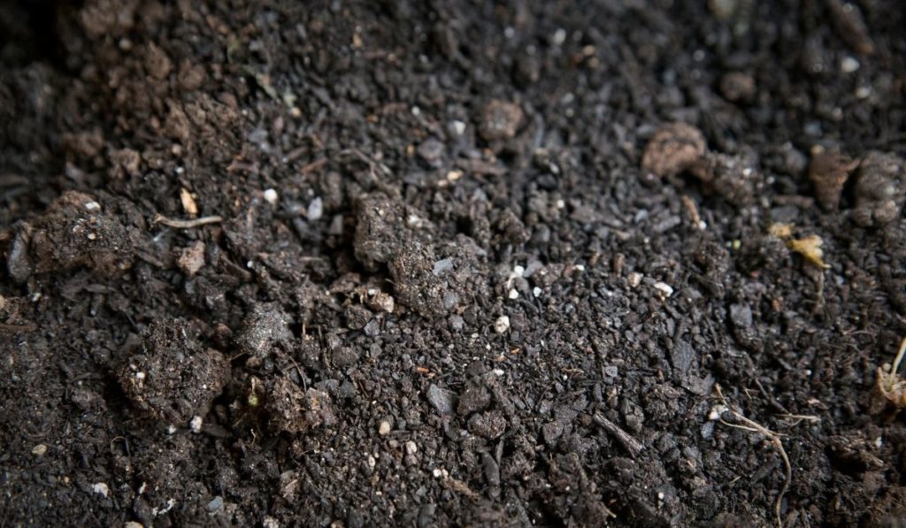 How To Make Terra Preta Soil – A Guide To Nutrient-Rich Soil Found In ...