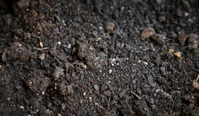 How To Make Terra Preta Soil - A Guide To Nutrient-Rich Soil Found In ...