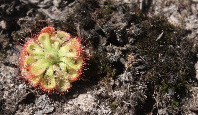 how-to-make-venus-fly-trap-soil-a-gardeners-guide-to-carnivorous-soil