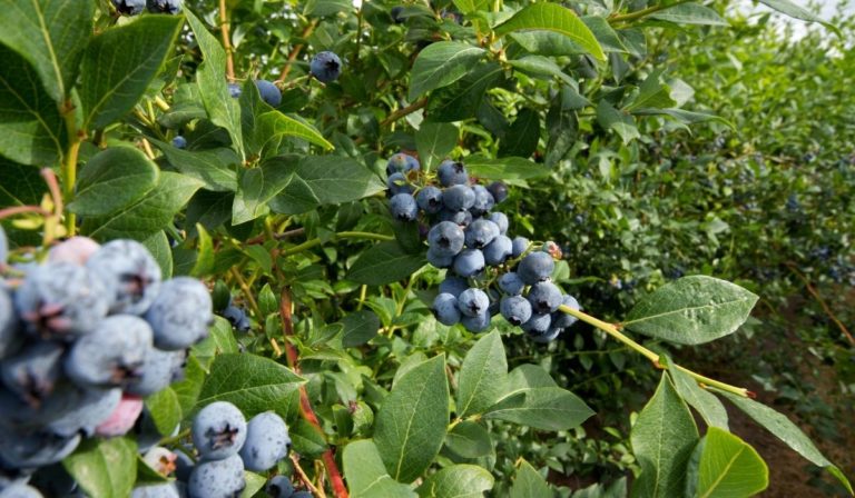 how-to-make-soil-more-acidic-for-blueberries-a-gardeners-guide-to