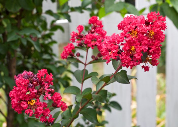  Is Miracle Grow good for crepe myrtles
