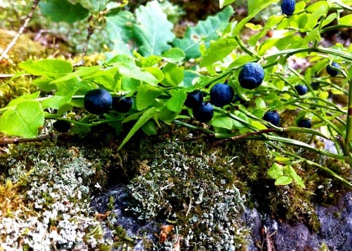  Is vinegar good for blueberries