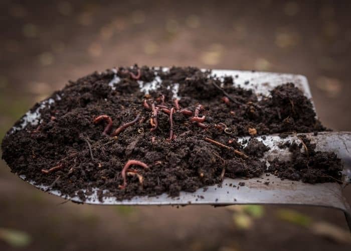  Should I add worms to my living soil