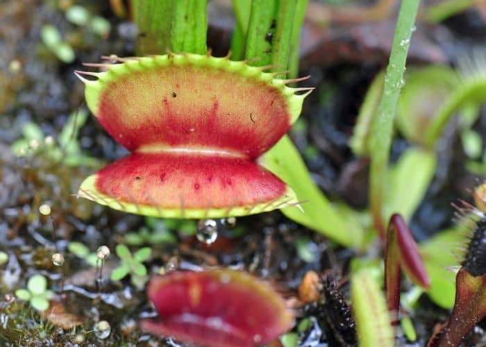  Should I water my Venus Fly Trap